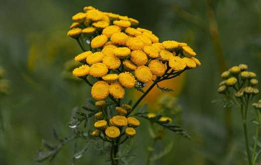 Beautiful yellow flowers plant