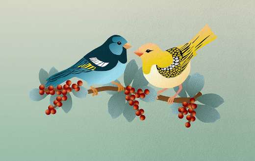 Birds berries royalty illustration