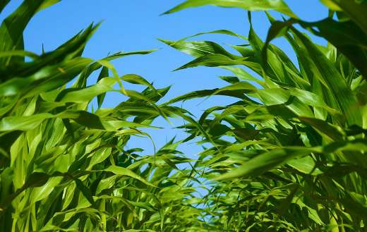 Cornfield plants online