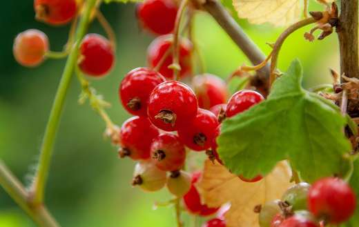 Currants berry fruits