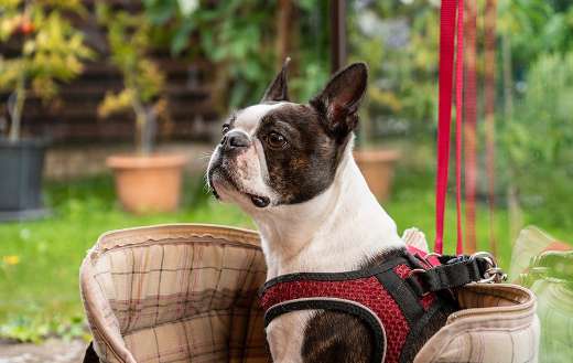 Dog boston terrier pet