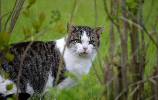 Domestic cat animal woods