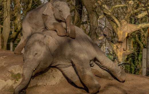 Elephants relaxing zoo