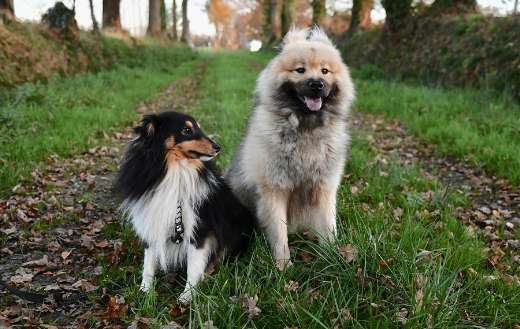 Eurasier olaf dogs image
