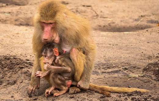 Female baboon with young