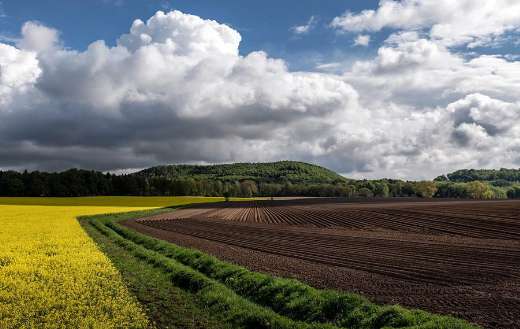 Field of rapeseeds agriculture spring time