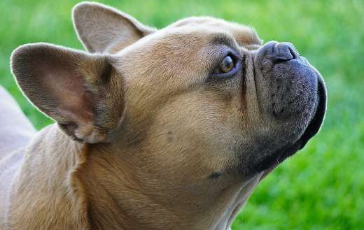French bull dog side view
