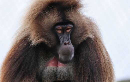 Gelada baboon or bleeding heart monkey