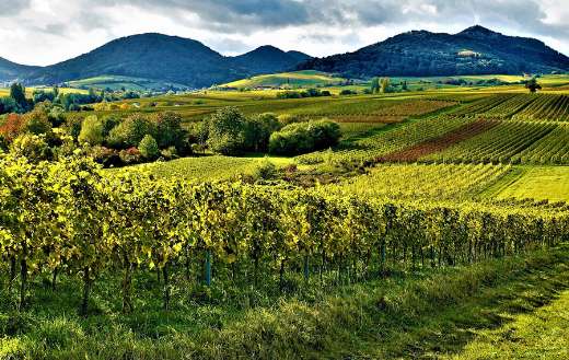 Germany vineyard viticuture