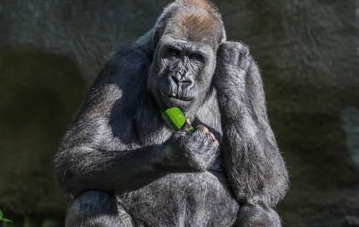 Gorilla ape eating cucumber