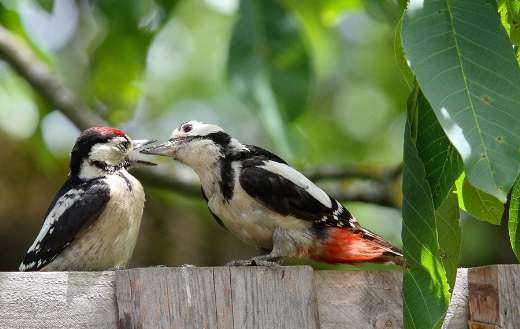 Great spottedwoodpecker parents