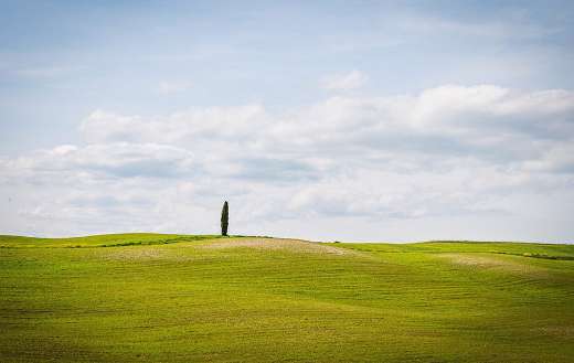 Greeny landscape with single tree