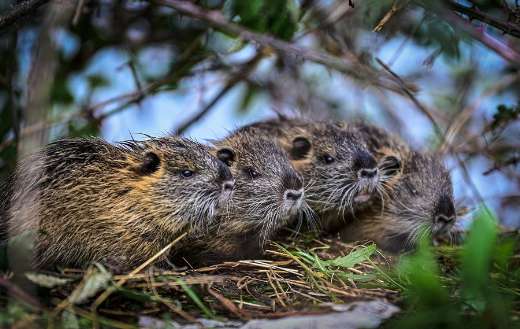 Group of beaver rat puzzle