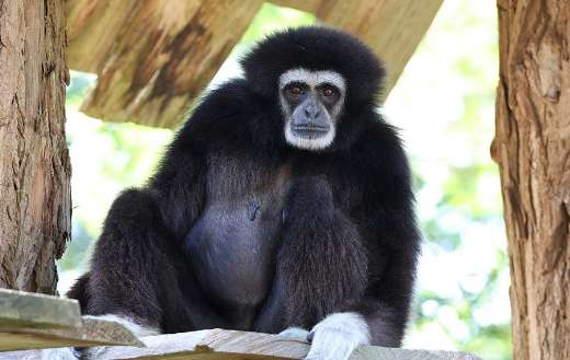 Kuromaty the gibbon at the zoo