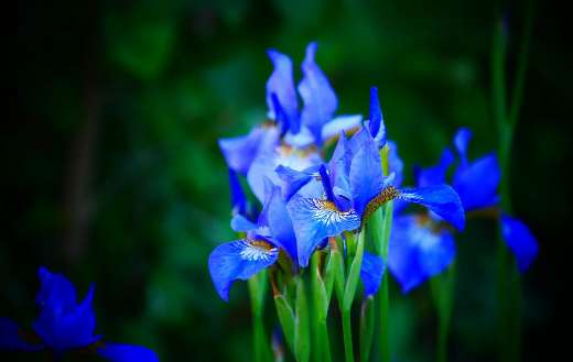 Lily iris blue flowers