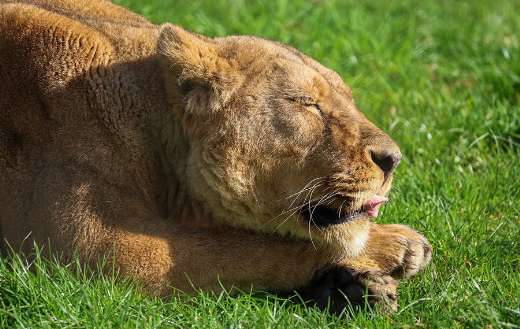 Lion injoying the sun