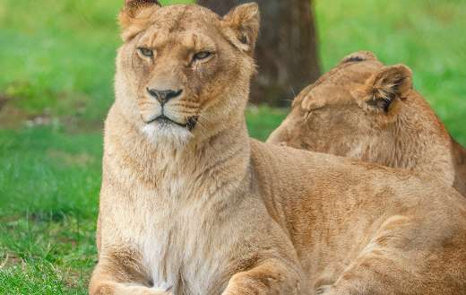 Lioness in zoo puzzle