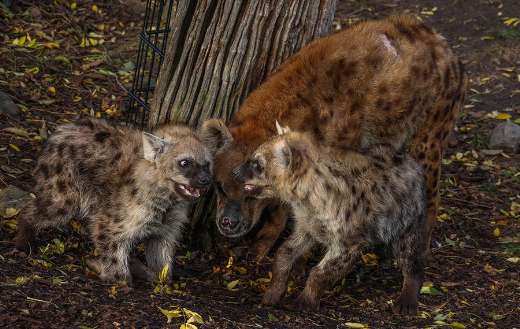 Mama hyena with babies
