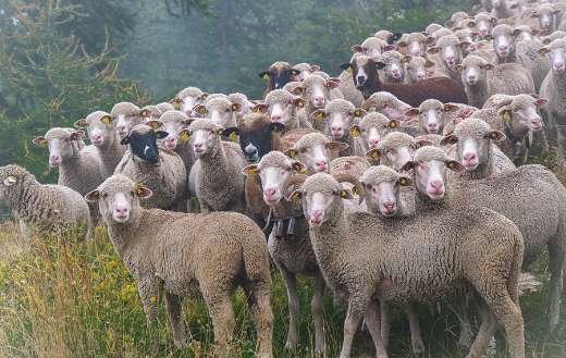 Maritime alps group herd of sheeps