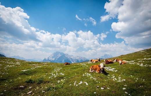 Mountains and herd of cows