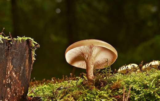 One beautiful mushroom