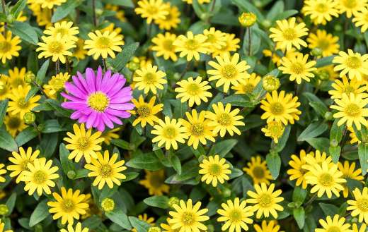 Only pink among the yellows