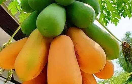 Papaya fruit vegetables