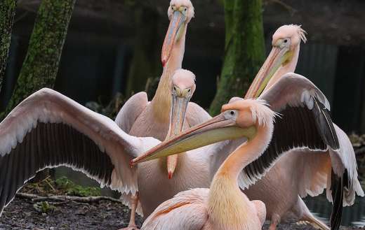 Pelican water bird pink