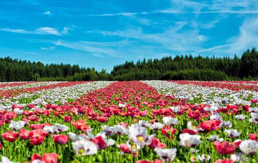 Poppies field online