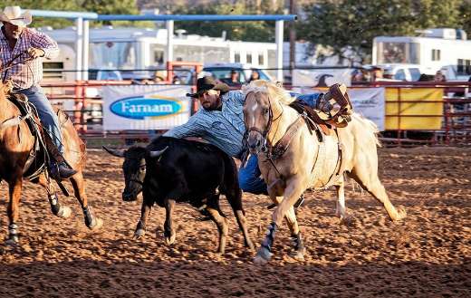 Rodeo cowboy steer
