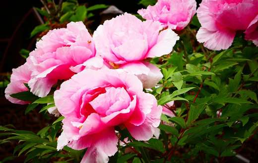 Roses like flowers puzzle