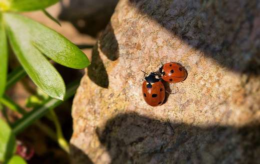 Two lady bugs insects top of stones