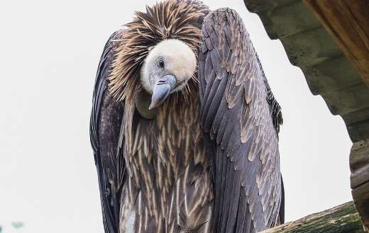 Vulture bird hunting