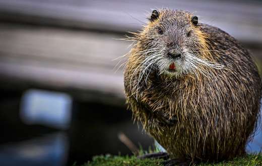 Water reat beaver rodent
