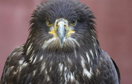 Adler raptor bird puzzle