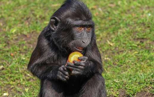 Baby monkey eating fruit