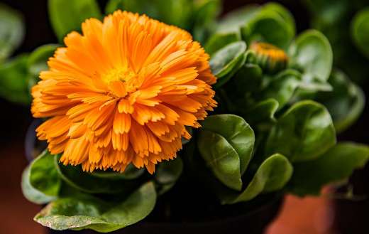 Beautiful margaret flower