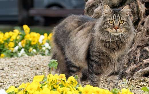 Cat feline yellow flowers background