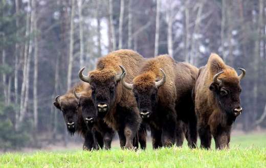 Caucasian wisent bison