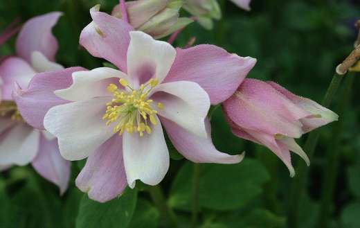 Columbia ornamental plant