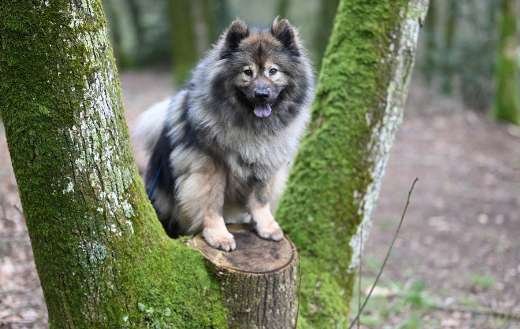 Eurasier dog canine