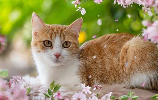 European short hair cat pet
