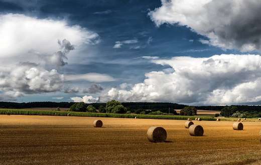 Field of straw bales