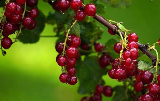Fresh currants fruits puzzle