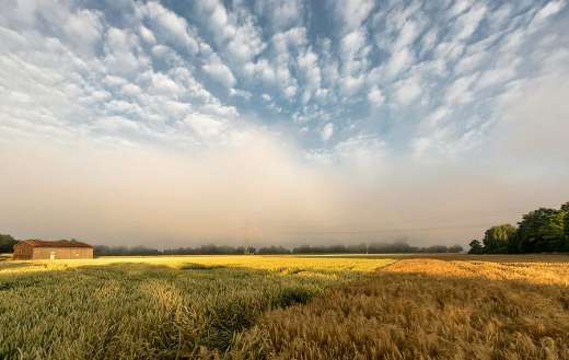 Grain field wheat puzzle