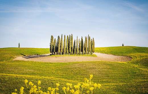 Land landscape with trees middle area