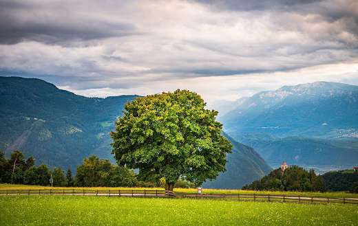 Lonely-green-tree-meadow