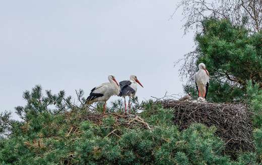 Long beaks storks birds
