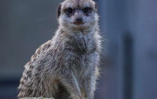 Meercat watching puzzle