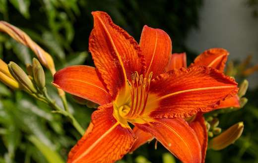 Orange lily flower bloom